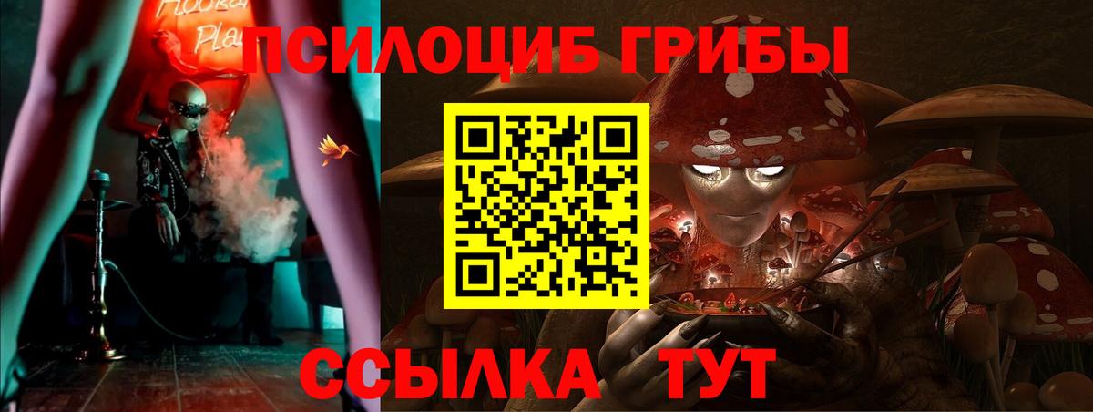 Галлюциногенные грибы Psilocybe Киселёвск